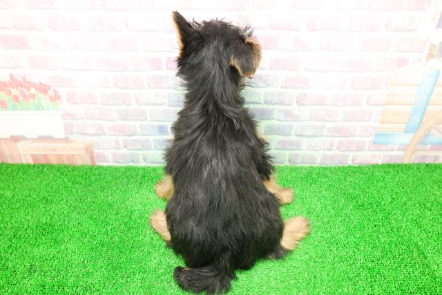 千葉県のヨークシャーテリア (Coo&RIKU東船橋店/2025年11月20日生まれ/男の子/スチールブルータン)の子犬の4枚目の画像