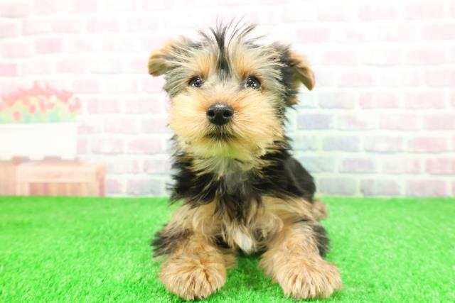 栃木県のヨークシャーテリア (Coo&RIKUイオンタウン佐野店/2025年11月20日生まれ/女の子/スチールブルータン)の子犬の1枚目の画像