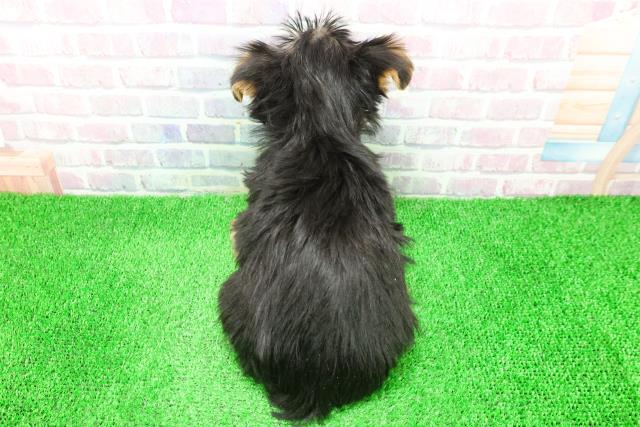 栃木県のヨークシャーテリア (Coo&RIKUイオンタウン佐野店/2025年11月20日生まれ/女の子/スチールブルータン)の子犬の4枚目の画像