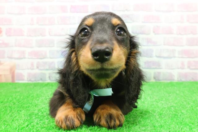 栃木県のミニチュアダックスフンド(ロング) (Coo&RIKU宇都宮店/2025年11月24日生まれ/男の子/ブラックタン)の子犬の1枚目の画像