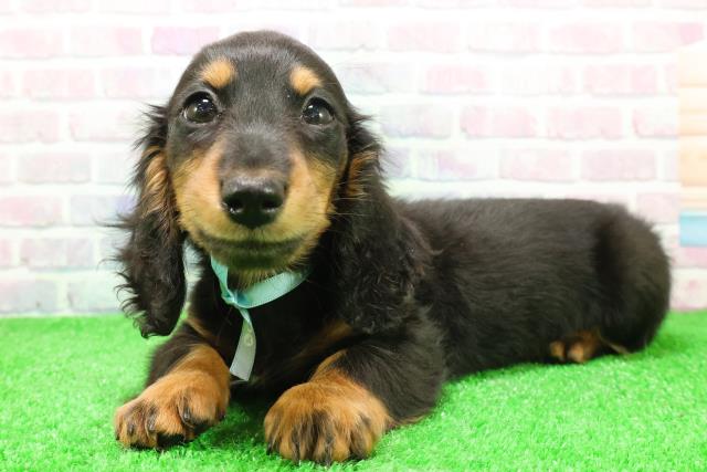 栃木県のミニチュアダックスフンド(ロング) (Coo&RIKU宇都宮店/2025年11月24日生まれ/男の子/ブラックタン)の子犬の2枚目の画像