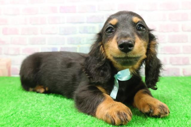 栃木県のミニチュアダックスフンド(ロング) (Coo&RIKU宇都宮店/2025年11月24日生まれ/男の子/ブラックタン)の子犬の3枚目の画像