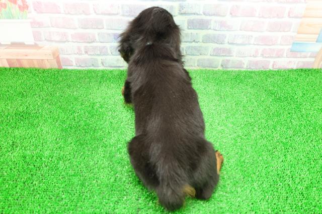 栃木県のミニチュアダックスフンド(ロング) (Coo&RIKU宇都宮店/2025年11月24日生まれ/男の子/ブラックタン)の子犬の4枚目の画像