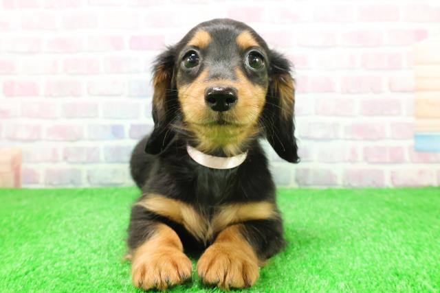 栃木県のミニチュアダックスフンド(ロング) (Coo&RIKUイオンタウン佐野店/2025年11月24日生まれ/女の子/ブラックタン)の子犬の1枚目の画像