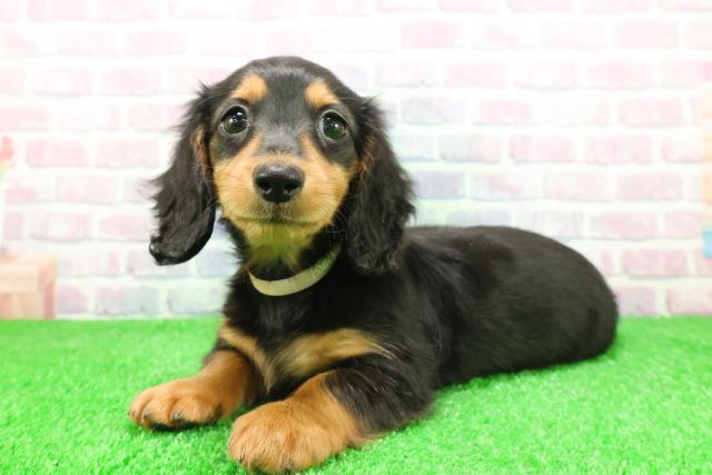 栃木県のミニチュアダックスフンド(ロング) (Coo&RIKUイオンタウン佐野店/2025年11月24日生まれ/女の子/ブラックタン)の子犬の2枚目の画像