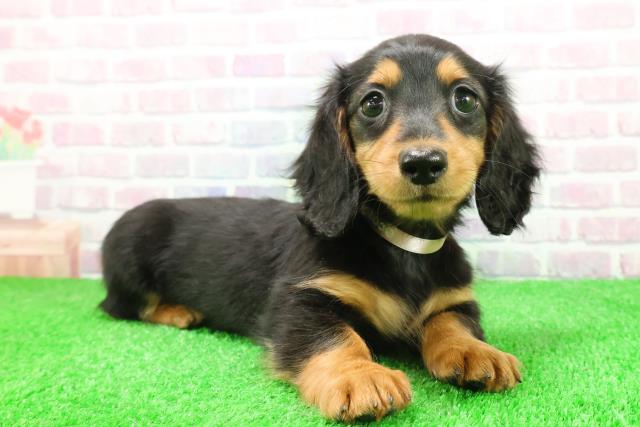 栃木県のミニチュアダックスフンド(ロング) (Coo&RIKUイオンタウン佐野店/2025年11月24日生まれ/女の子/ブラックタン)の子犬の3枚目の画像