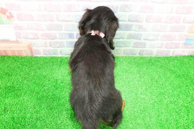 栃木県のミニチュアダックスフンド(ロング) (Coo&RIKUイオンタウン佐野店/2025年11月24日生まれ/女の子/ブラックタン)の子犬の4枚目の画像