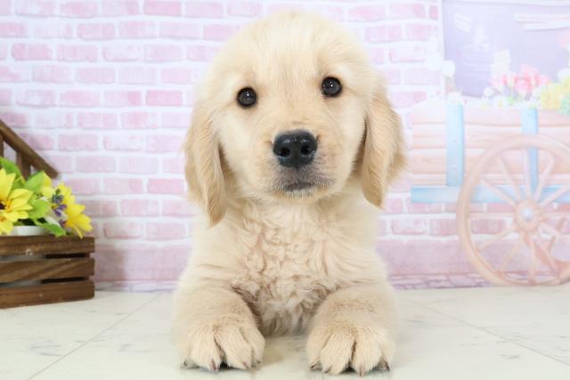 鹿児島県のゴールデンレトリバー (Coo&RIKU鹿児島店/2025年11月30日生まれ/男の子/ゴールド)の子犬の1枚目の画像