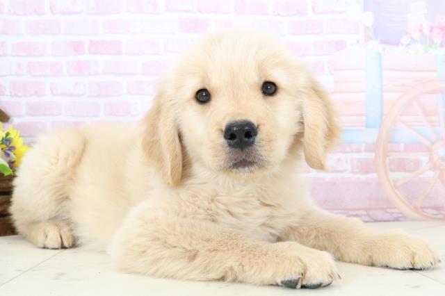 鹿児島県のゴールデンレトリバー (Coo&RIKU鹿児島店/2025年11月30日生まれ/男の子/ゴールド)の子犬の2枚目の画像