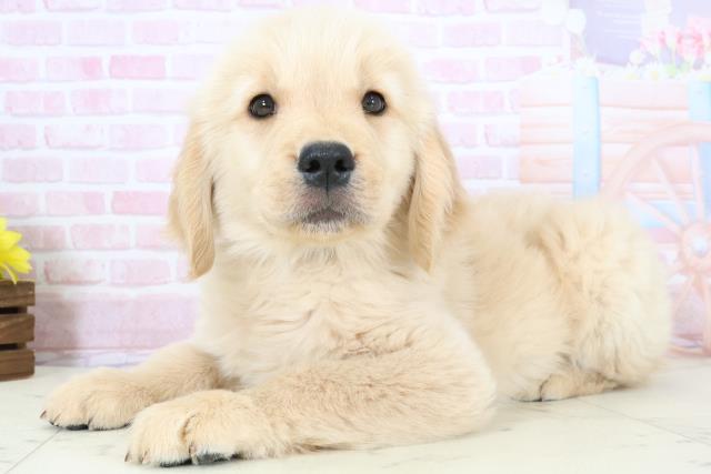 鹿児島県のゴールデンレトリバー (Coo&RIKU鹿児島店/2025年11月30日生まれ/男の子/ゴールド)の子犬の3枚目の画像