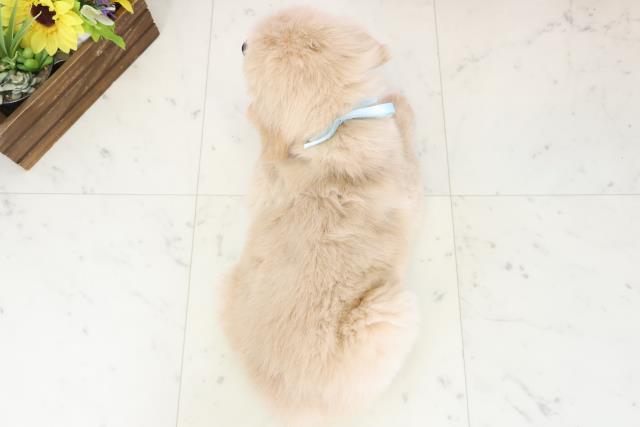 鹿児島県のゴールデンレトリバー (Coo&RIKU鹿児島店/2025年11月30日生まれ/男の子/ゴールド)の子犬の4枚目の画像