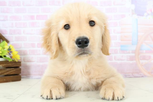熊本県のゴールデンレトリバー (Coo&RIKU熊本店/2025年11月30日生まれ/男の子/ゴールド)の子犬の1枚目の画像