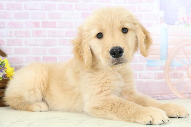 熊本県のゴールデンレトリバー (Coo&RIKU熊本店/2025年11月30日生まれ/男の子/ゴールド)の子犬の2枚目の画像