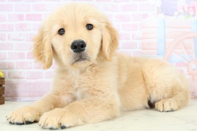 熊本県のゴールデンレトリバー (Coo&RIKU熊本店/2025年11月30日生まれ/男の子/ゴールド)の子犬の3枚目の画像