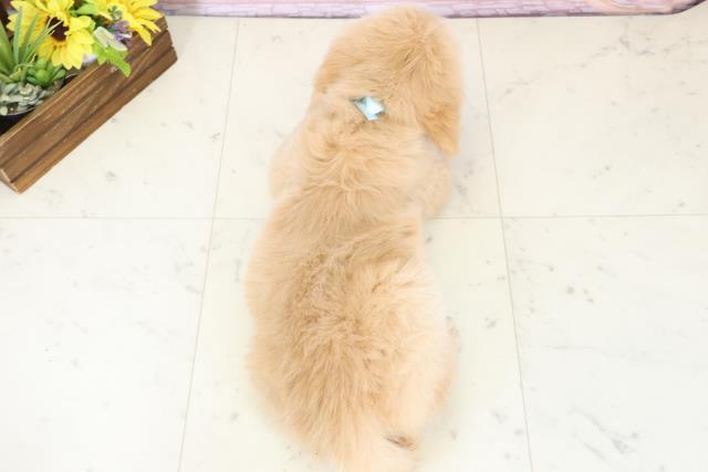 熊本県のゴールデンレトリバー (Coo&RIKU熊本店/2025年11月30日生まれ/男の子/ゴールド)の子犬の4枚目の画像