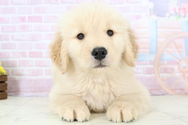 佐賀県のゴールデンレトリバー (Coo&RIKU佐賀神埼店/2025年11月23日生まれ/男の子/ゴールド)の子犬の1枚目の画像