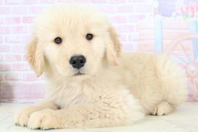 佐賀県のゴールデンレトリバー (Coo&RIKU佐賀神埼店/2025年11月23日生まれ/男の子/ゴールド)の子犬の3枚目の画像