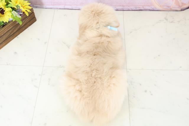 佐賀県のゴールデンレトリバー (Coo&RIKU佐賀神埼店/2025年11月23日生まれ/男の子/ゴールド)の子犬の4枚目の画像