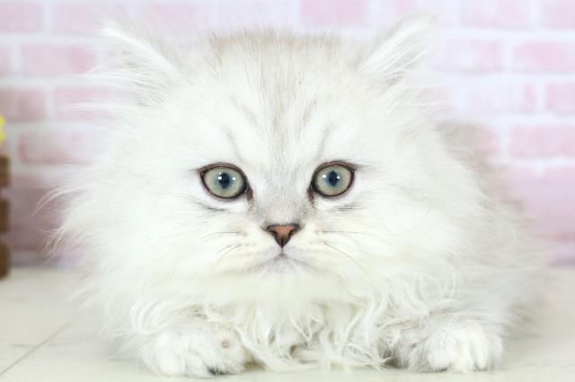 福岡県のサイベリアン (Coo&RIKU福岡西店/2025年11月27日生まれ/男の子/シルバータビー)の子猫の1枚目の画像