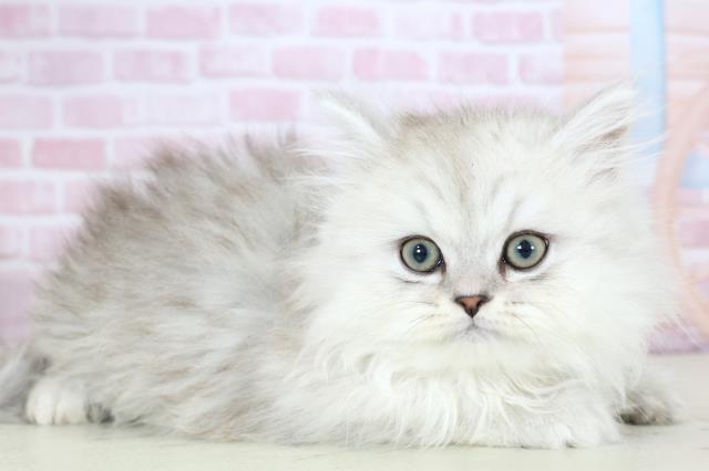 福岡県のサイベリアン (Coo&RIKU福岡西店/2025年11月27日生まれ/男の子/シルバータビー)の子猫の2枚目の画像