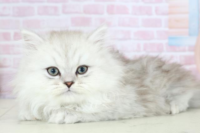 福岡県のサイベリアン (Coo&RIKU福岡西店/2025年11月27日生まれ/男の子/シルバータビー)の子猫の3枚目の画像