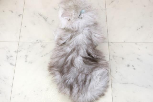 福岡県のサイベリアン (Coo&RIKU福岡西店/2025年11月27日生まれ/男の子/シルバータビー)の子猫の4枚目の画像