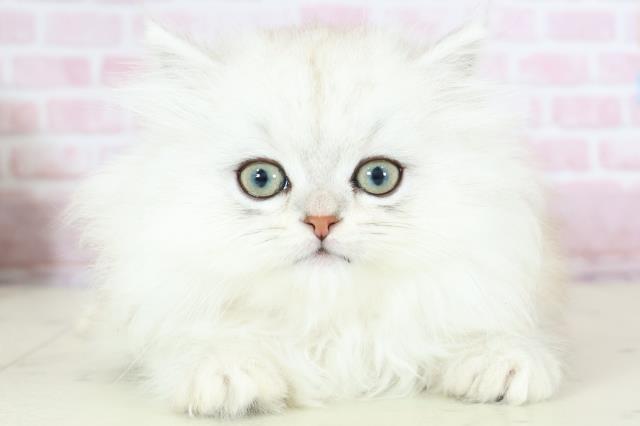 福岡県のサイベリアン (Coo&RIKUフォレストシティ春日店/2025年11月27日生まれ/女の子/シルバータビー)の子猫の1枚目の画像