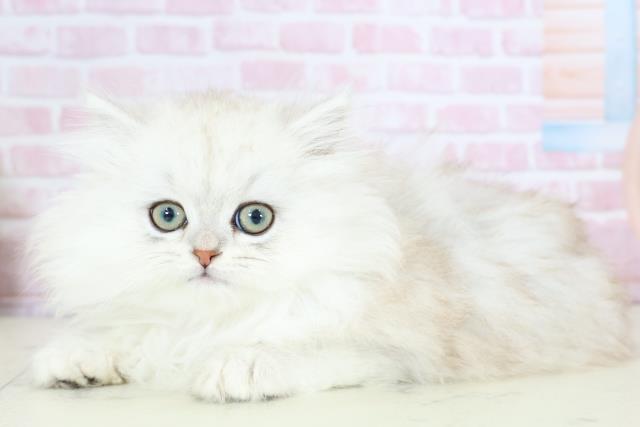 福岡県のサイベリアン (Coo&RIKUフォレストシティ春日店/2025年11月27日生まれ/女の子/シルバータビー)の子猫の3枚目の画像