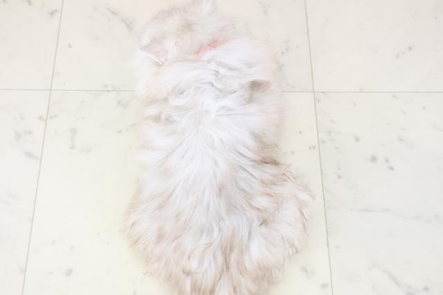 福岡県のサイベリアン (Coo&RIKUフォレストシティ春日店/2025年11月27日生まれ/女の子/シルバータビー)の子猫の4枚目の画像