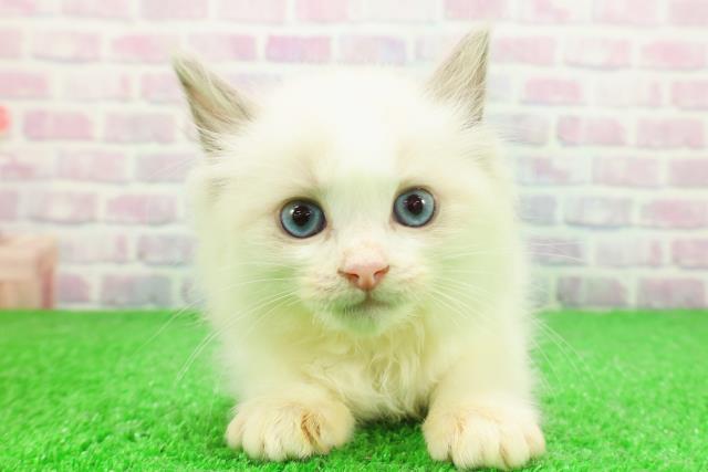 東京都のラグドール (Coo&RIKU足立本店/2025年11月23日生まれ/女の子/ブルーポイントバイカラー)の子猫の1枚目の画像