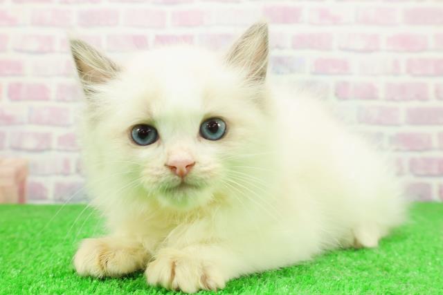 東京都のラグドール (Coo&RIKU足立本店/2025年11月23日生まれ/女の子/ブルーポイントバイカラー)の子猫の2枚目の画像