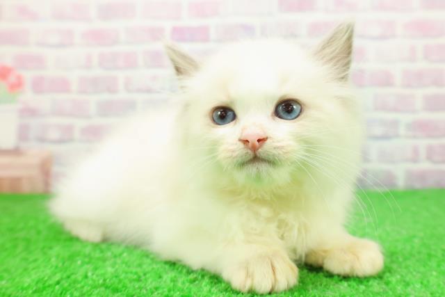 東京都のラグドール (Coo&RIKU足立本店/2025年11月23日生まれ/女の子/ブルーポイントバイカラー)の子猫の3枚目の画像