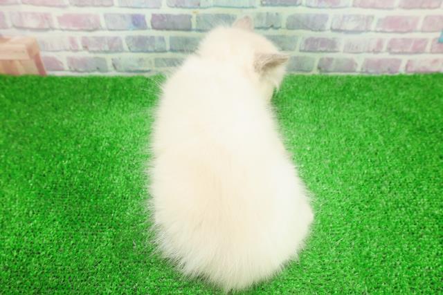 東京都のラグドール (Coo&RIKU足立本店/2025年11月23日生まれ/女の子/ブルーポイントバイカラー)の子猫の4枚目の画像