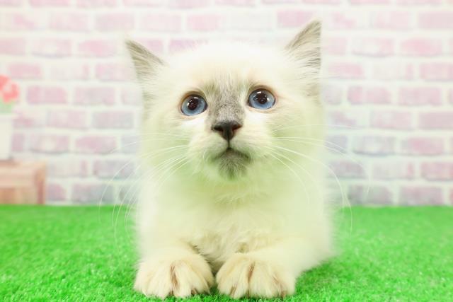 千葉県のラグドール (Coo&RIKU若葉都賀店/2025年11月23日生まれ/女の子/ブルーポイント)の子猫の1枚目の画像