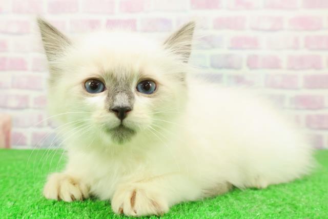 千葉県のラグドール (Coo&RIKU若葉都賀店/2025年11月23日生まれ/女の子/ブルーポイント)の子猫の2枚目の画像