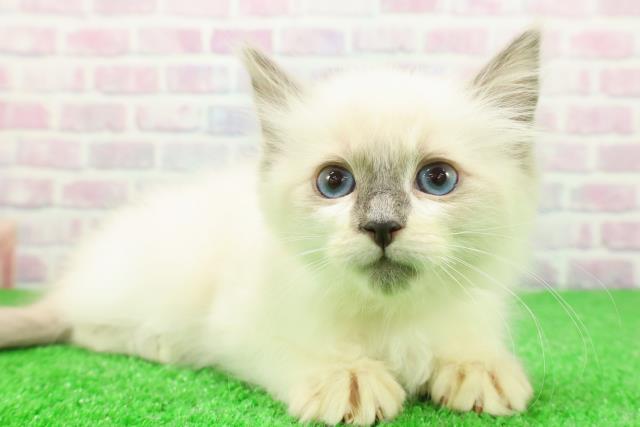 千葉県のラグドール (Coo&RIKU若葉都賀店/2025年11月23日生まれ/女の子/ブルーポイント)の子猫の3枚目の画像