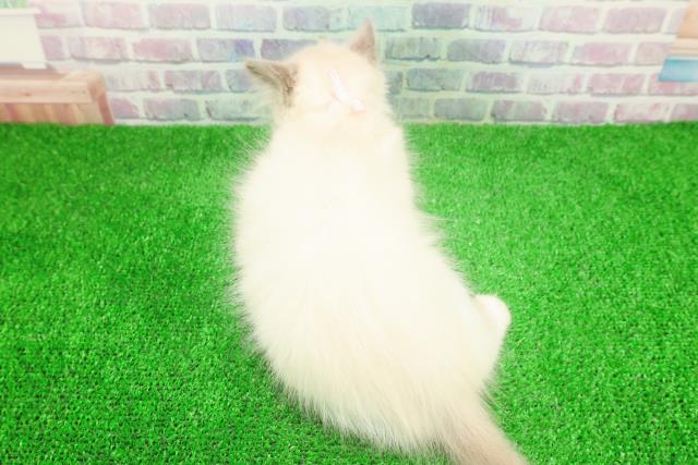 千葉県のラグドール (Coo&RIKU若葉都賀店/2025年11月23日生まれ/女の子/ブルーポイント)の子猫の4枚目の画像