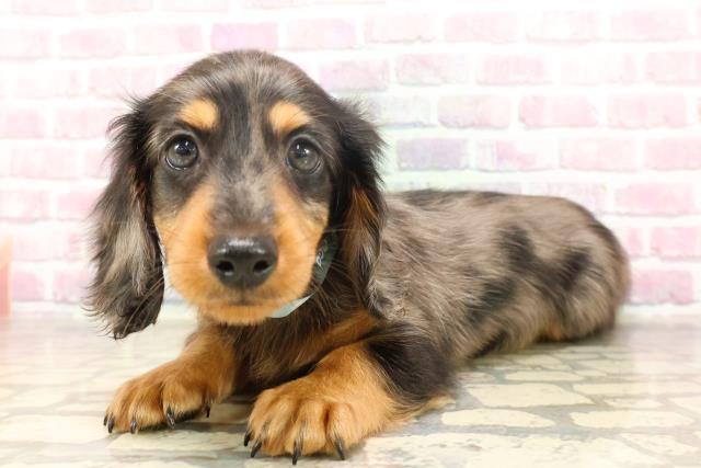 東京都のミニチュアダックスフンド(ロング) (Coo&RIKU福生店/2025年6月19日生まれ/男の子/シルバーダップル)の子犬の2枚目の画像