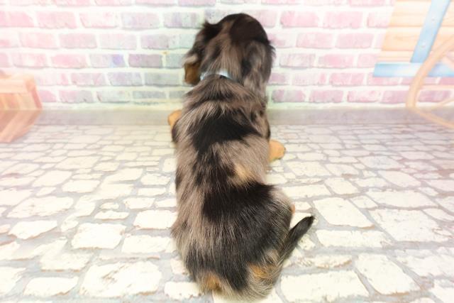 東京都のミニチュアダックスフンド(ロング) (Coo&RIKU福生店/2025年6月19日生まれ/男の子/シルバーダップル)の子犬の4枚目の画像