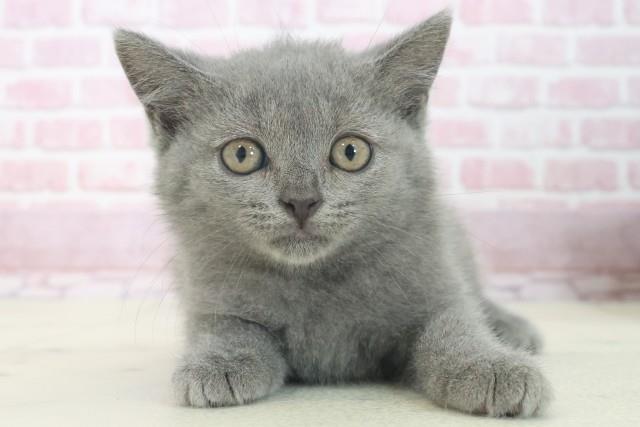 愛知県のブリティッシュショートヘアー (Coo&RIKU名古屋みなと店/2025年7月15日生まれ/女の子/ブルー)の子猫の1枚目の画像