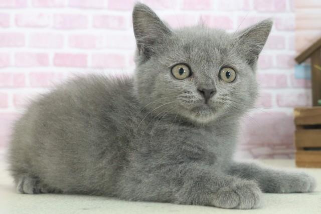 愛知県のブリティッシュショートヘアー (Coo&RIKU名古屋みなと店/2025年7月15日生まれ/女の子/ブルー)の子猫の2枚目の画像