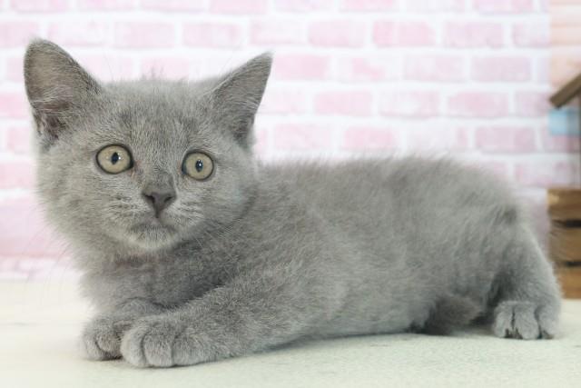 愛知県のブリティッシュショートヘアー (Coo&RIKU名古屋みなと店/2025年7月15日生まれ/女の子/ブルー)の子猫の3枚目の画像