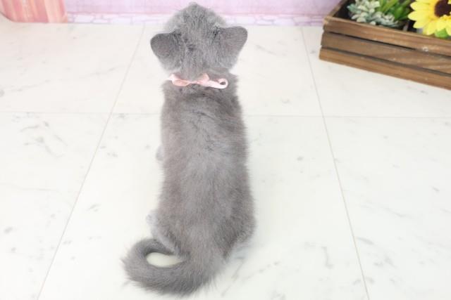 愛知県のブリティッシュショートヘアー (Coo&RIKU名古屋みなと店/2025年7月15日生まれ/女の子/ブルー)の子猫の4枚目の画像