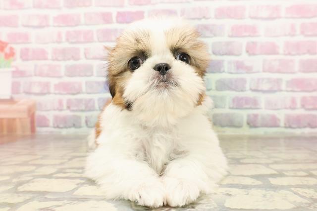 岩手県のシーズー (Coo&RIKU岩手盛岡店/2025年7月8日生まれ/男の子/ゴールドホワイト)の子犬の1枚目の画像