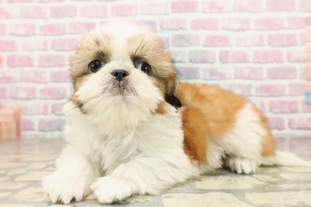 岩手県のシーズー (Coo&RIKU岩手盛岡店/2025年7月8日生まれ/男の子/ゴールドホワイト)の子犬の2枚目の画像