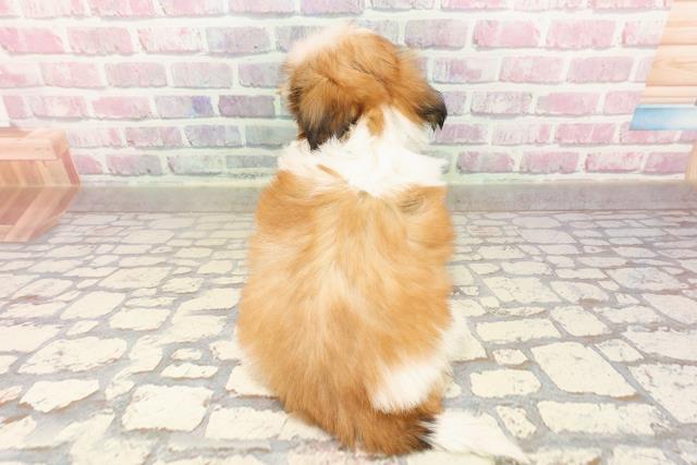 岩手県のシーズー (Coo&RIKU岩手盛岡店/2025年7月8日生まれ/男の子/ゴールドホワイト)の子犬の4枚目の画像