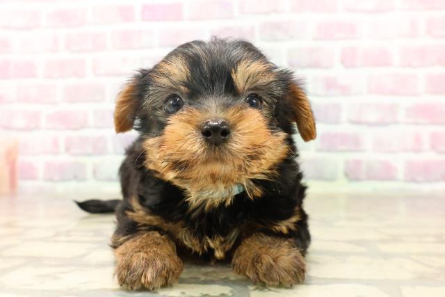 千葉県のヨークシャーテリア (Coo&RIKUフレスポ稲毛店/2025年6月17日生まれ/男の子/スチールブルータン)の子犬の1枚目の画像