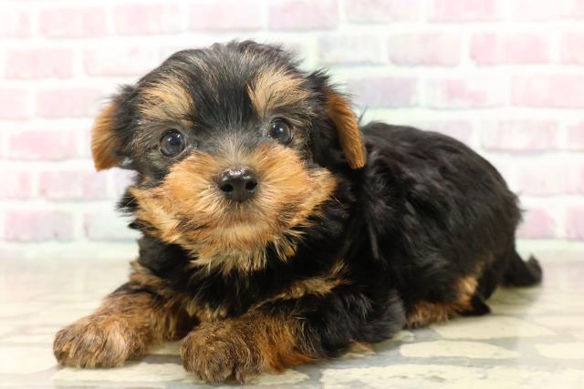 千葉県のヨークシャーテリア (Coo&RIKUフレスポ稲毛店/2025年6月17日生まれ/男の子/スチールブルータン)の子犬の2枚目の画像