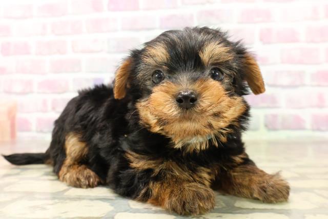 千葉県のヨークシャーテリア (Coo&RIKUフレスポ稲毛店/2025年6月17日生まれ/男の子/スチールブルータン)の子犬の3枚目の画像