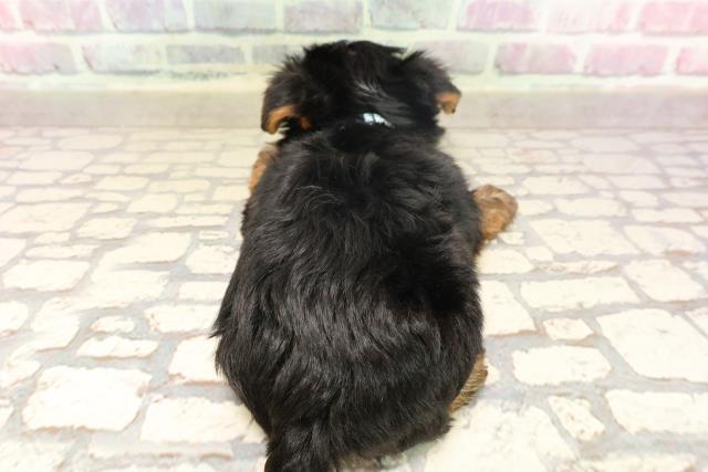 千葉県のヨークシャーテリア (Coo&RIKUフレスポ稲毛店/2025年6月17日生まれ/男の子/スチールブルータン)の子犬の4枚目の画像